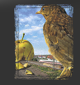 Gr&ouml;&szlig;ere Abbildung Digital-Montage "Schwein gehabt"